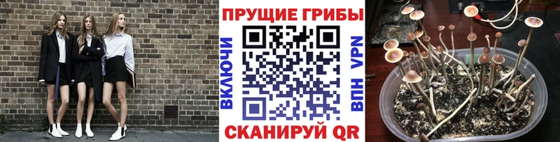 Купить где  Рошаль  Псилоцибиновые грибы MAGIC MUSHROOMS 